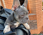 Собаки в Новошахтинске: Щенки французского бульдога Девочка, 80 000 руб. - фото 7