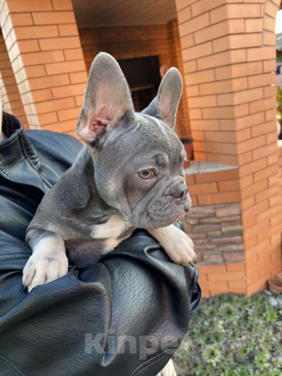 Собаки в Новошахтинске: Щенки французского бульдога Девочка, 80 000 руб. - фото 7