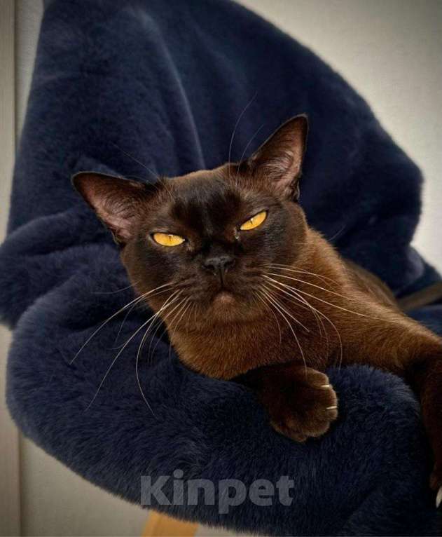 Кошки в Калининграде: Продаю бурманскую кошку Девочка, 15 000 руб. - фото 1