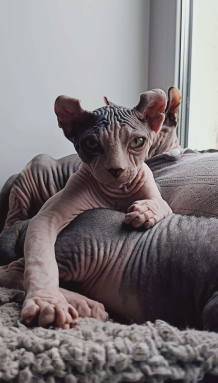 Кошки в Нефтекамске: Шикарные эльфы Мальчик, 38 000 руб. - фото 5