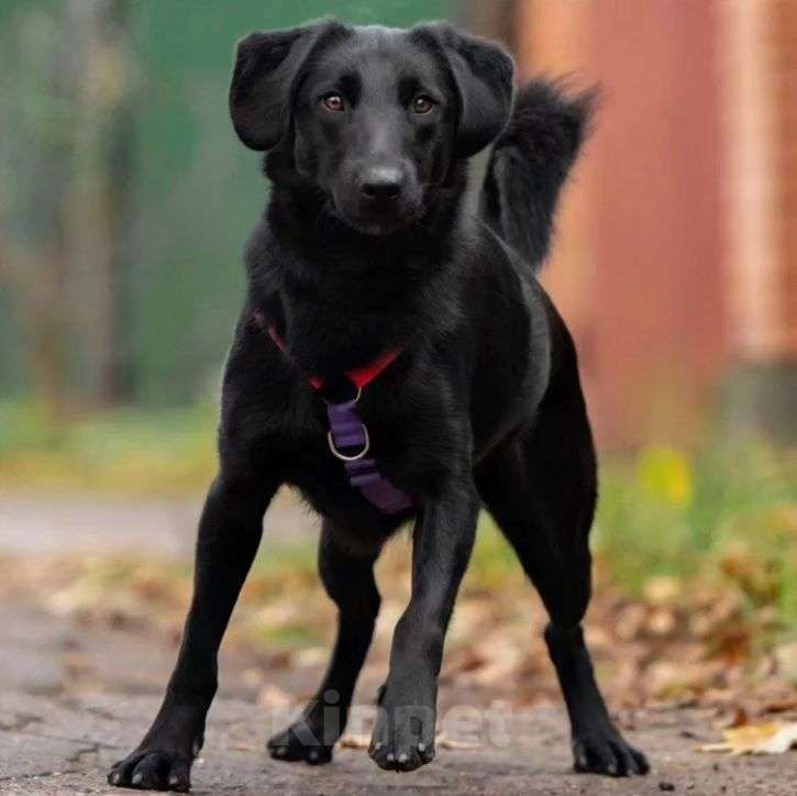 Собаки в Лобне: Небольшой и благородный Кайрос в поиске своей семьи Мальчик, Бесплатно - фото 3