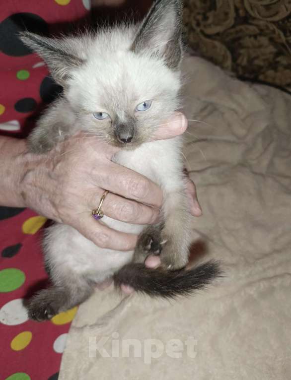 Кошки в Пензе: сиамская кошка Мальчик, Бесплатно - фото 5