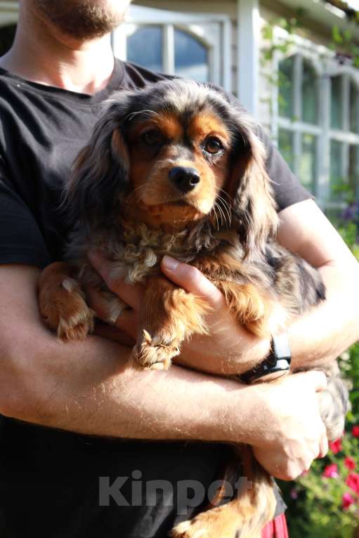 Собаки в Москве: Подрощенная девочка уникального окраса Девочка, Бесплатно - фото 3