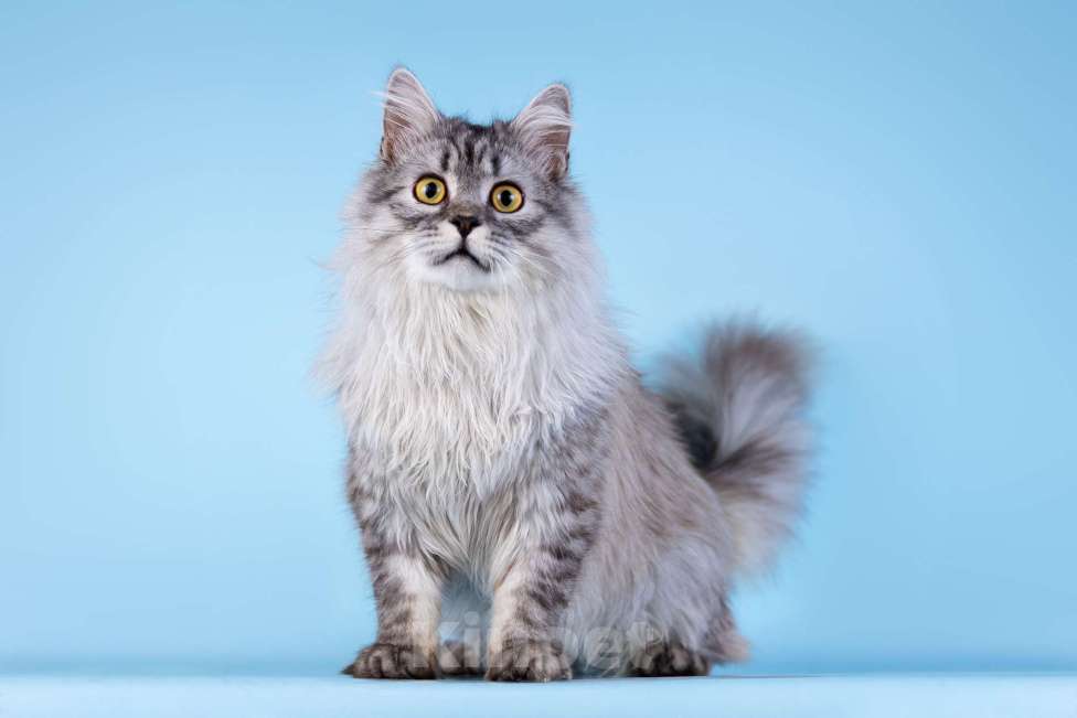 Кошки в Москве: Котенок Барабашка в добрые руки Мальчик, Бесплатно - фото 1