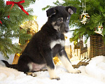 Собаки в Москве: Гаспар - симпатяга и миляга Мальчик, Бесплатно - фото 5