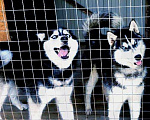 Собаки в Костроме: Сибирские Хаски - кобели для вязки и щенки продажа, 123 руб. - фото 1