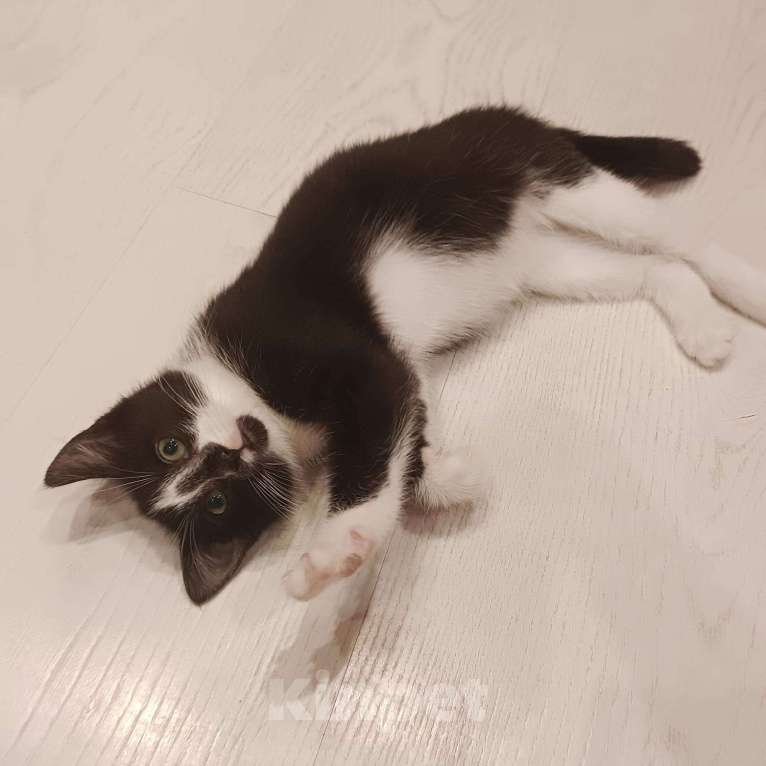 Кошки в Санкт-Петербурге: Отдам в добрые руки ❤️ Девочка, Бесплатно - фото 4