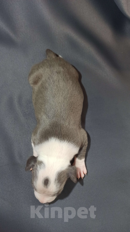 Собаки в Санкт-Петербурге: Кобель3 Мальчик, Бесплатно - фото 6