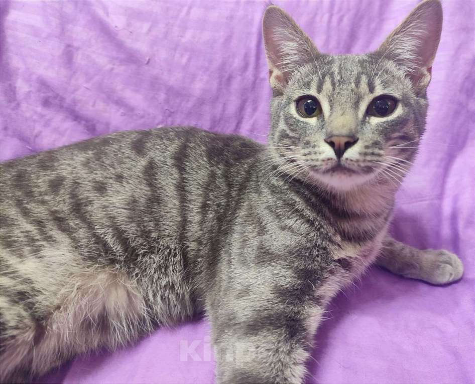 Кошки в Москве: Наигрались и выкинули под колеса. Котик Чарли Мальчик, Бесплатно - фото 4