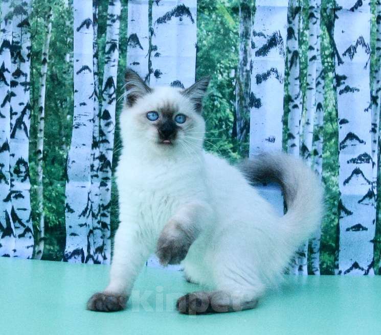 Кошки в Москве: Русская красавица Девочка, 50 000 руб. - фото 8