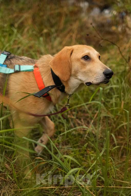 Собаки в Санкт-Петербурге: Русская гончая, щенок Рона из приюта Девочка, Бесплатно - фото 6