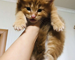 Кошки в Пензе: Мальчик очень крупный, красный мрамор  Мальчик, 40 000 руб. - фото 2