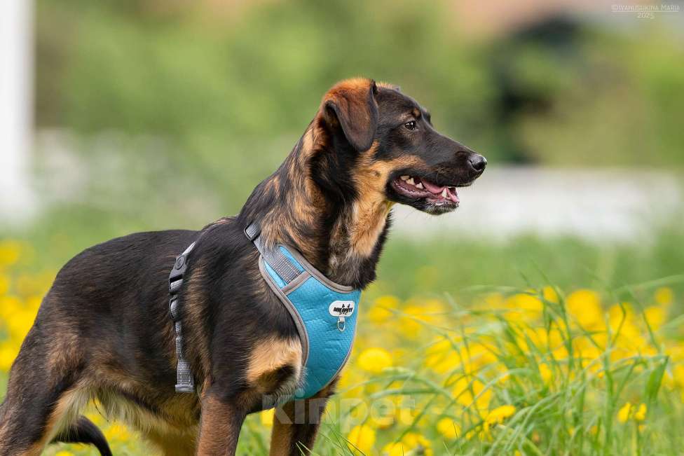 Собаки в Москве: Эльза - для горячих сердцем Девочка, Бесплатно - фото 6