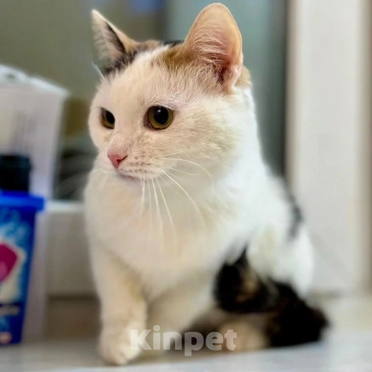 Кошки в Москве: Маленькая кошечка хочет стать домашней  Девочка, Бесплатно - фото 2