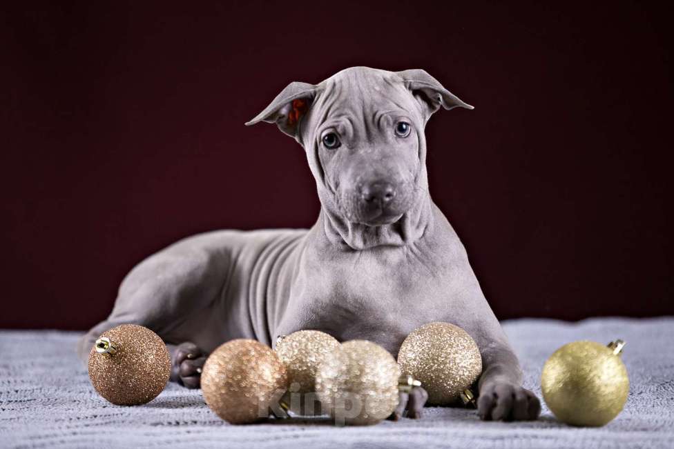 Собаки в других городах Московской области: Щенок Тайского Риджбека Девочка, 150 000 руб. - фото 2