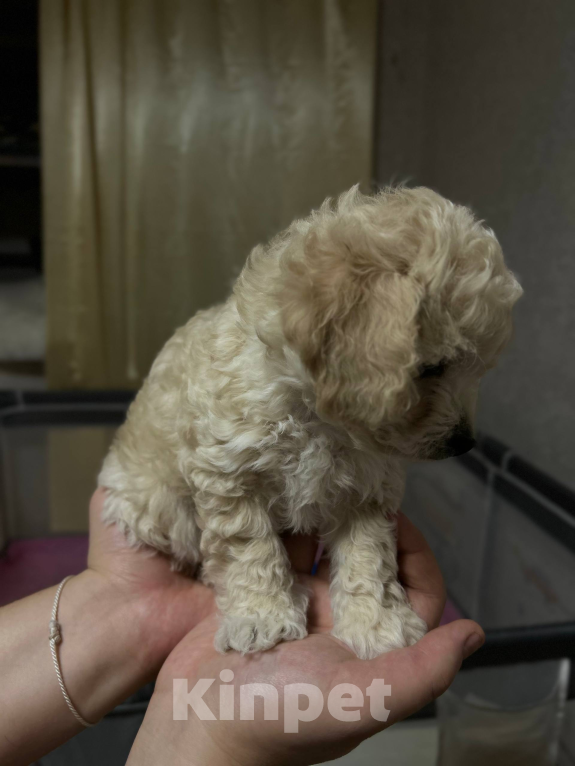Собаки в Мытищах: Бонус Мальчик, 70 000 руб. - фото 6