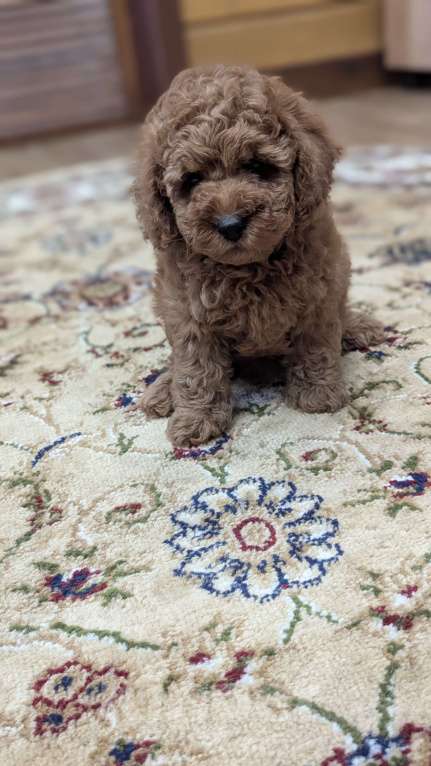 Собаки в Москве: Мальчик пуделя Мальчик, 80 000 руб. - фото 3