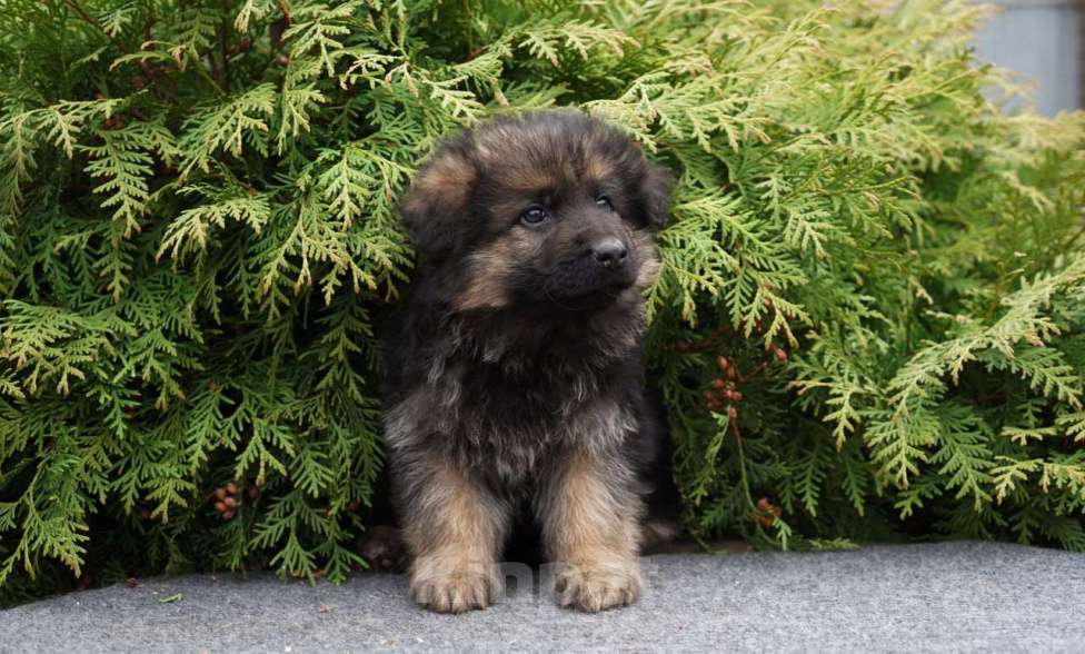 Собаки в Москве: Немецкая овчарка щенок мальчик дш Мальчик, 50 000 руб. - фото 4