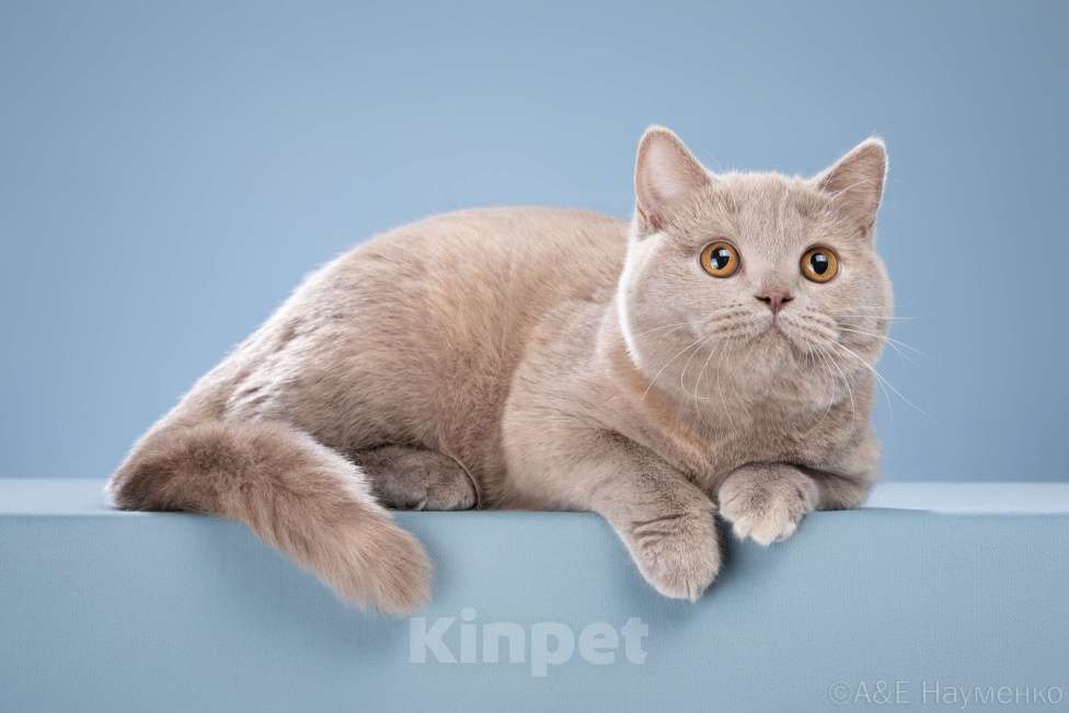 Кошки в Одинцово: Девочка-кошка Девочка, 25 000 руб. - фото 5