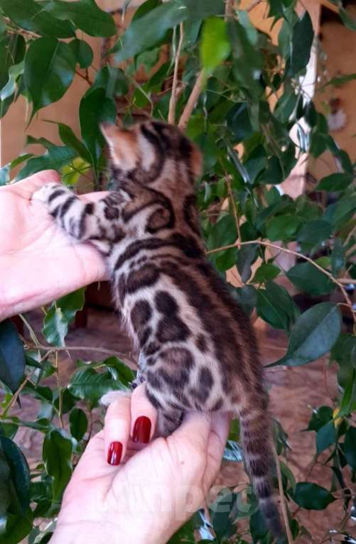 Кошки в Москве: Бенгальский котенок,  девочка Девочка, 45 000 руб. - фото 7