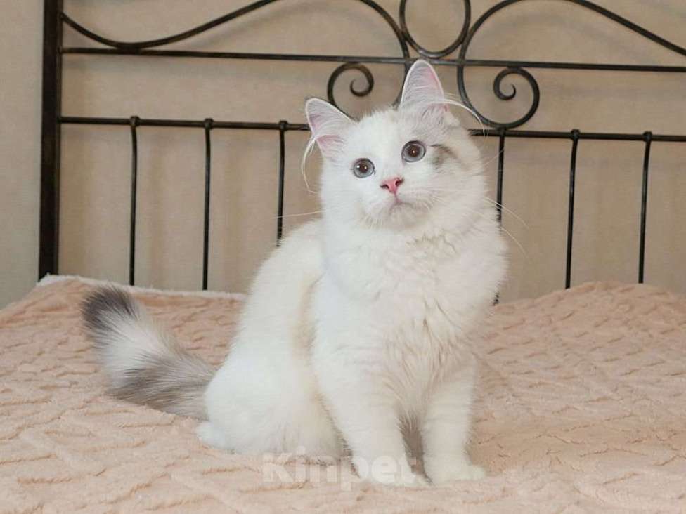 Кошки в Москве: Продаются сибирские и невские маскарадные котята Девочка, Бесплатно - фото 4