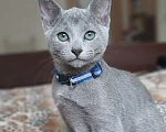 Кошки в Санкт-Петербурге: Русская Голубая кошка Девочка, 65 000 руб. - фото 1