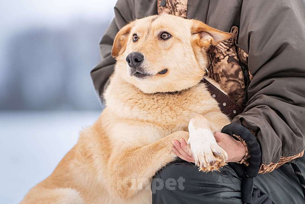 Собаки в Клине: Линдси - ладная собачка Девочка, Бесплатно - фото 8