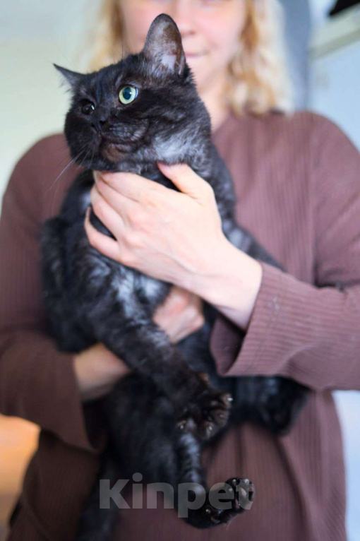 Кошки в Москве: Ласковый котик Мальчик, Бесплатно - фото 3