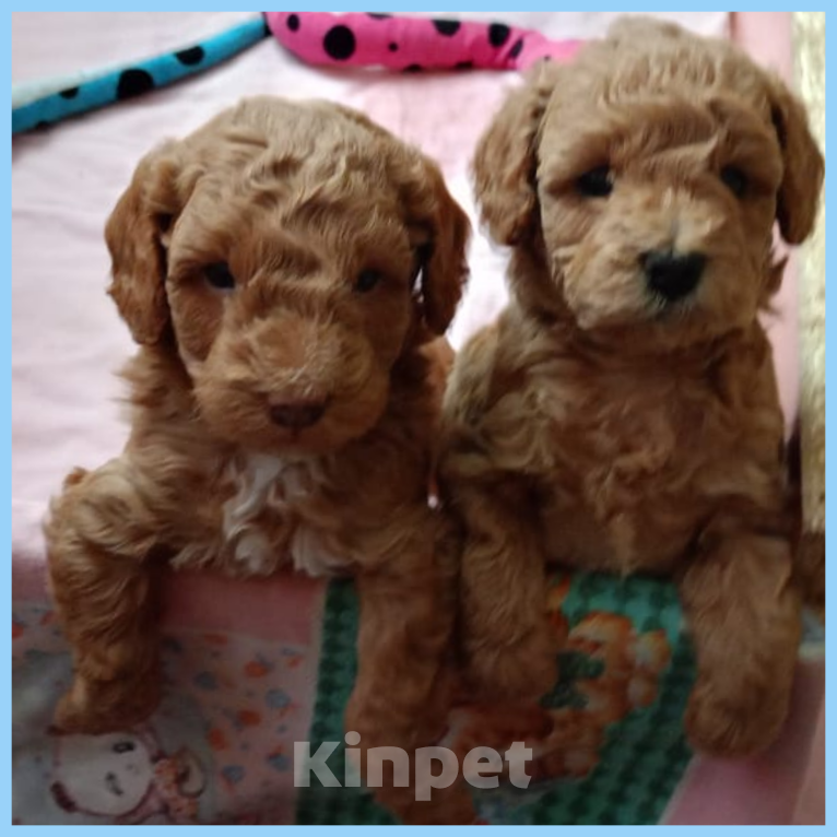 Собаки в Якутске: Щенки Той-пуделя  Мальчик, 45 000 руб. - фото 2