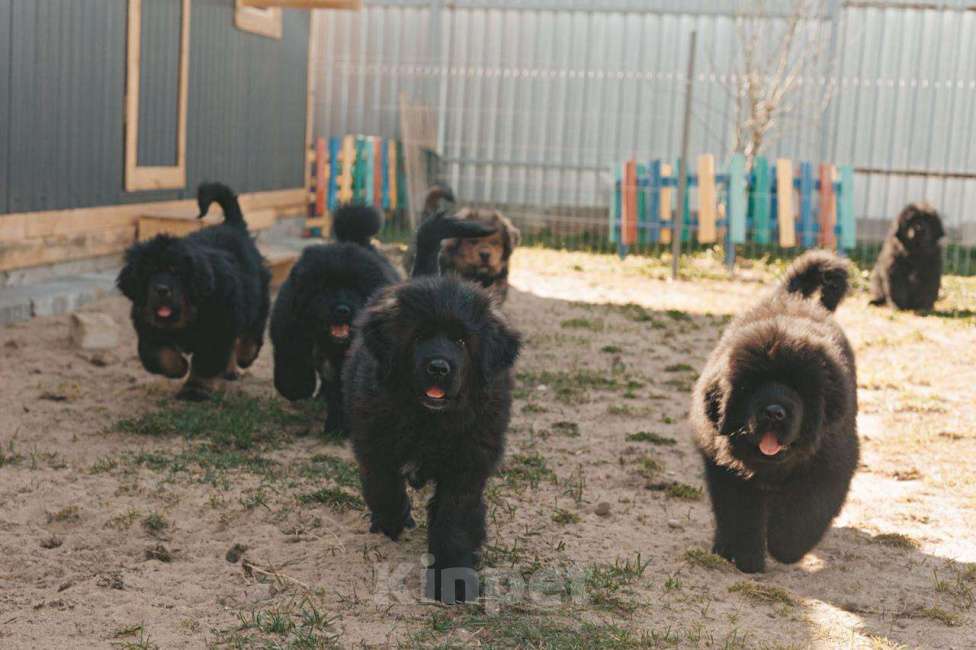Собаки в других городах Тверской области: Щенки тибетского мастифа Девочка, Бесплатно - фото 3