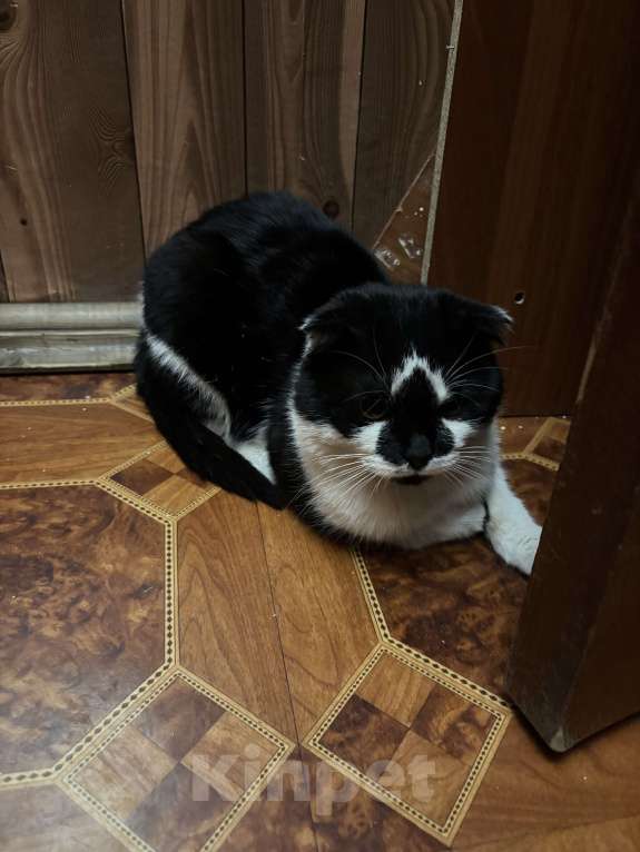 Кошки в Москве: Котик ищет семью Мальчик, Бесплатно - фото 2