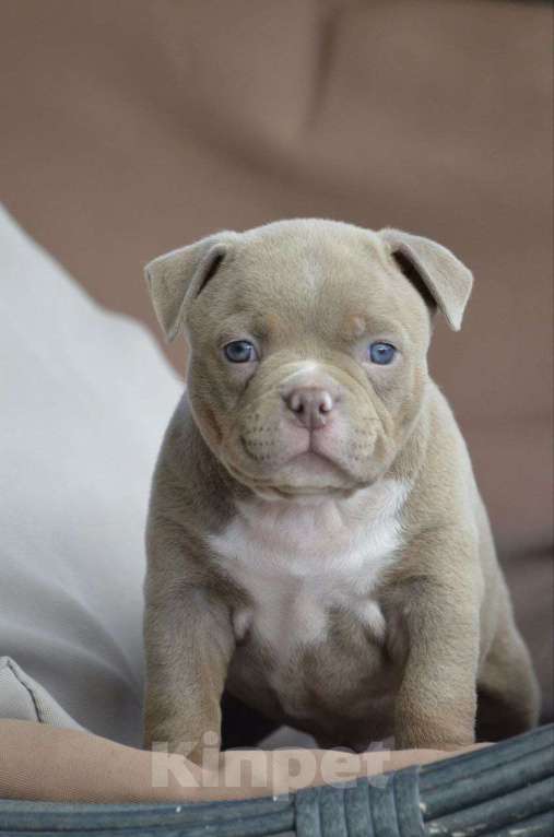 Собаки в других городах Краснодарского края: Щенок американский булли Мальчик, 180 000 руб. - фото 5
