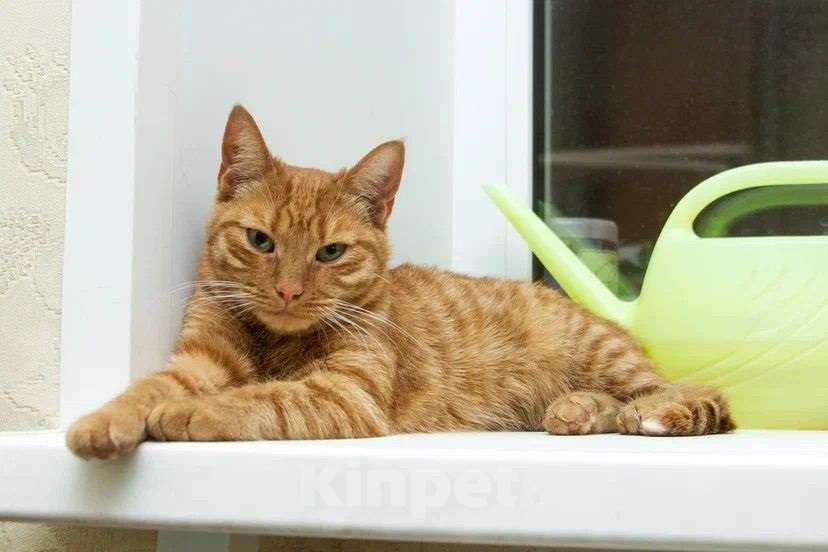 Кошки в Москве: яркая и солнечная девчонка - Ириска Девочка, Бесплатно - фото 3