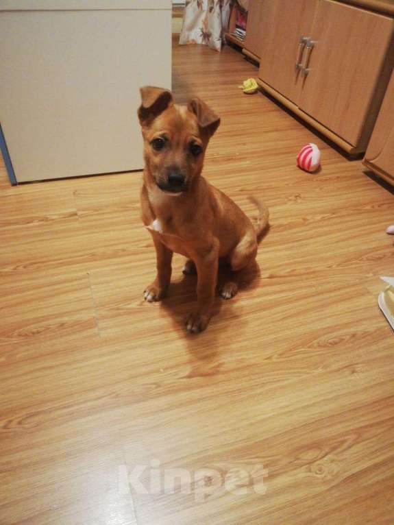 Собаки в Котельнике: Щенок с сво Мальчик, Бесплатно - фото 3