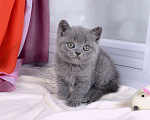 Кошки в Мурином: Британский котик голубого окраса   Мальчик, 30 000 руб. - фото 2