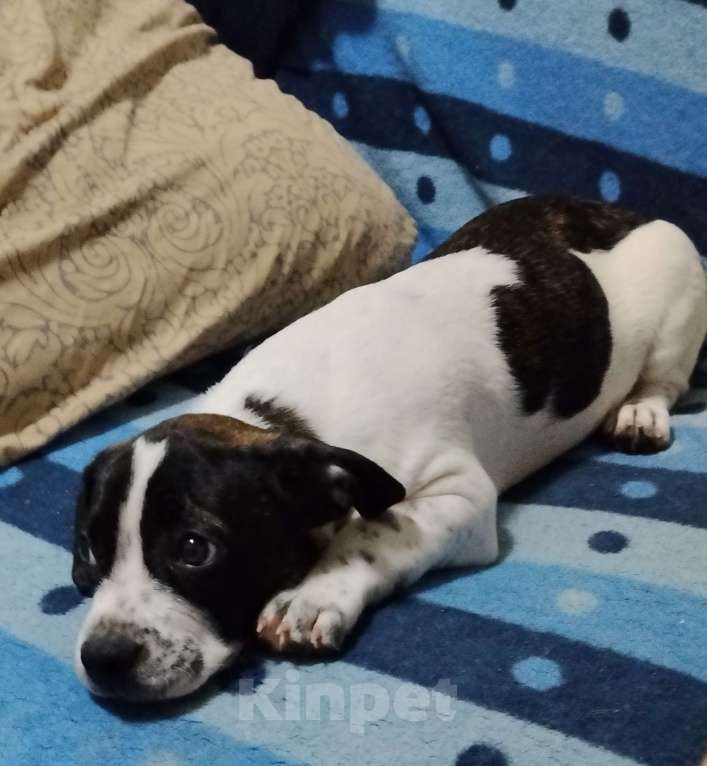 Собаки в Краснодаре: Отдам малыша в добрые руки Мальчик, 1 000 руб. - фото 3