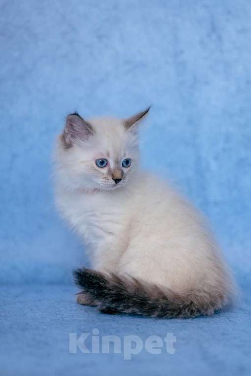 Кошки в Ступино: Продается котенок Невская маскарадная  Девочка, Бесплатно - фото 2