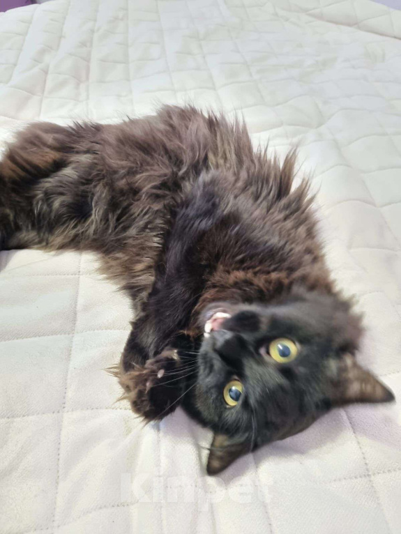 Кошки в Москве: Минька Мальчик, Бесплатно - фото 3