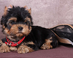 Собаки в Люберцах: Йоркширский терьер курносый  Юджет Мальчик, 50 000 руб. - фото 2