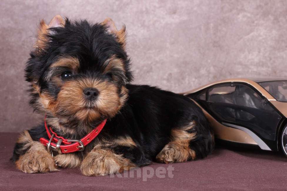 Собаки в Люберцах: Йоркширский терьер курносый  Юджет Мальчик, 50 000 руб. - фото 2