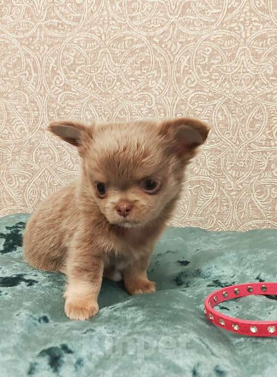 Собаки в Новосибирске: Обалденный длинношерстный лилово-подпалый парнишка! Мальчик, Бесплатно - фото 2