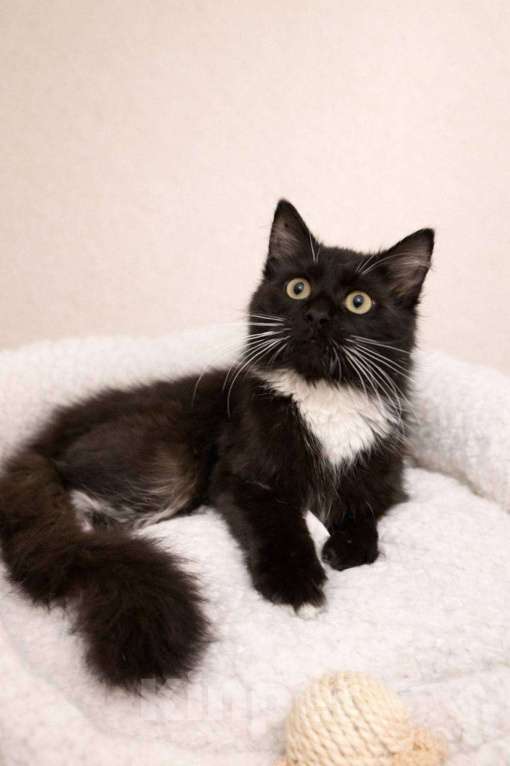 Кошки в Москве: Котенок Гвоздика ищет дом Девочка, Бесплатно - фото 1