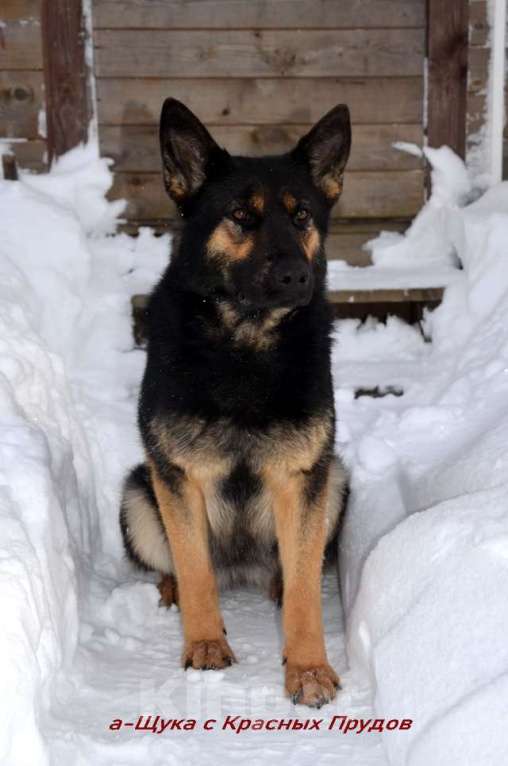 Собаки в Москве: Чёрная немецкая овчарка Девочка, Бесплатно - фото 5