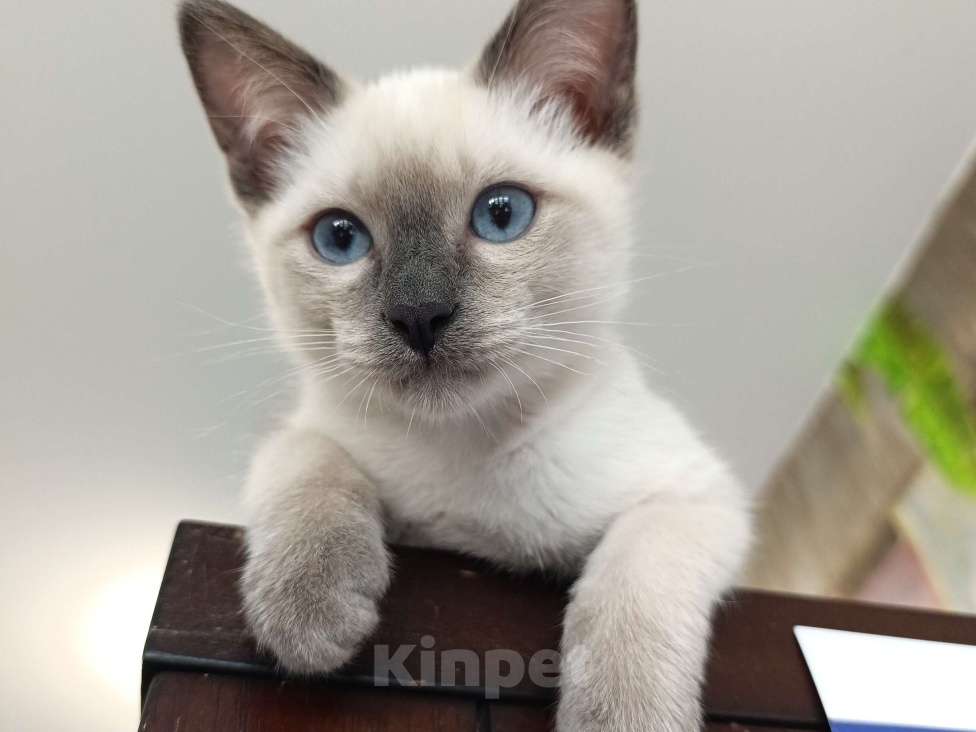 Кошки в Красногорске: Меконгский бобтейл , котята  Мальчик, 45 000 руб. - фото 2