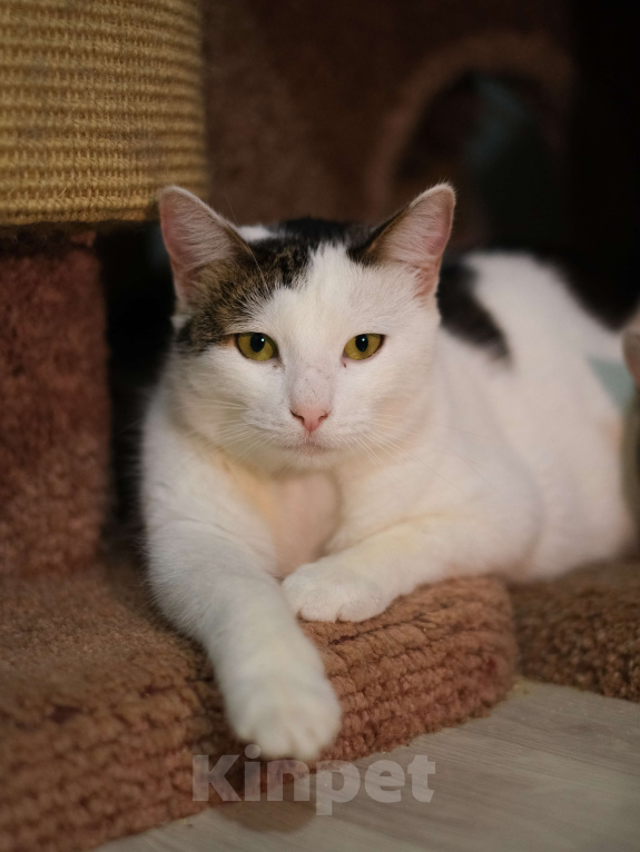 Кошки в Санкт-Петербурге: Кошка ищет дом Девочка, Бесплатно - фото 1