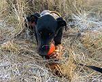 Собаки в Курске: Доберман Жан в дар, Бесплатно - фото 3