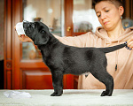 Собаки в Москве: Лабрадор чёрный (мальчик), питомник Мальчик, 55 000 руб. - фото 10