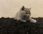 Кошки в Лянторе: Котята, 6 000 руб. - фото 3