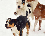 Собаки в Туле:  Амстафф щенки РКФ, 60 000 руб. - фото 12
