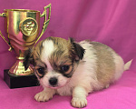 Собаки в Москве: Девочка чихуахуа длинношёрстная Девочка, 45 000 руб. - фото 3